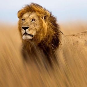 Meet your Posher, Xavier